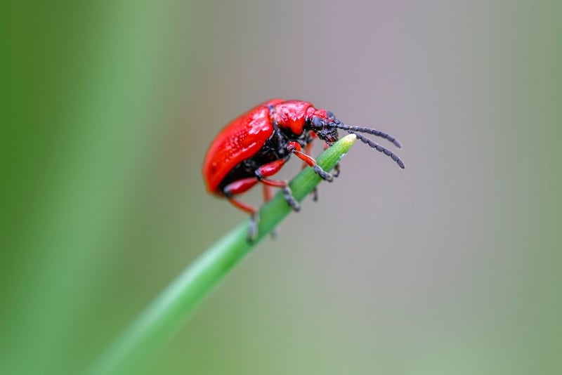 Identifying Pests