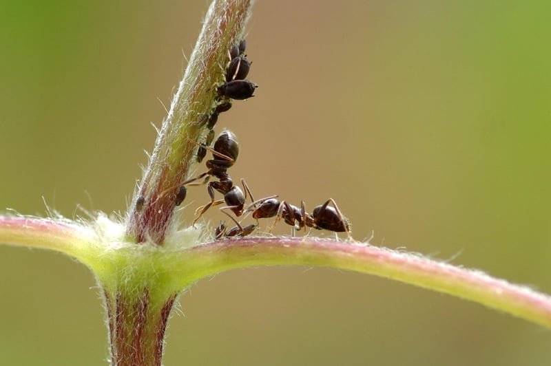 Aphids