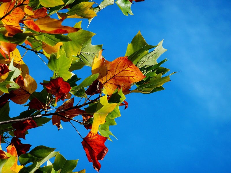 Fall Garden Care