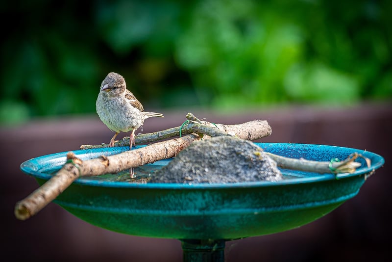 Bird Bath
