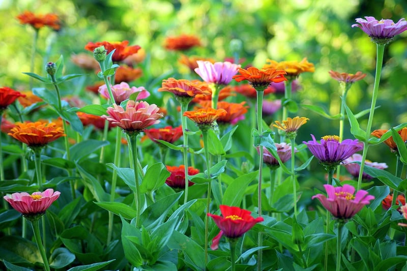 Summer Garden Care