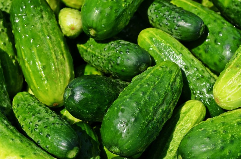 Vegetable Harvesting