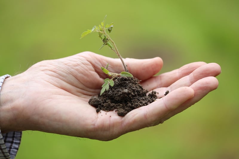 Plant Care Watering
