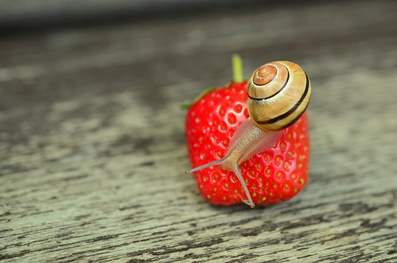 Slugs and Snails