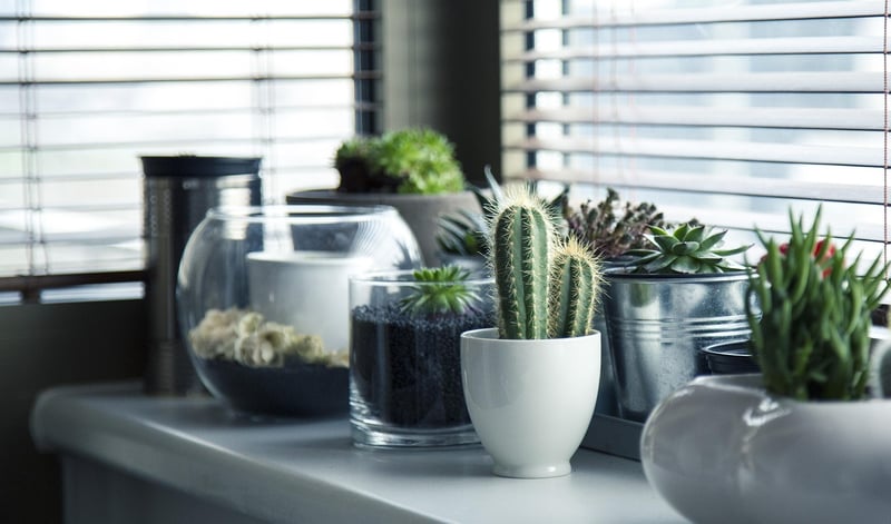 Succulent Gardens